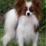 Papillon