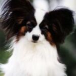 Papillon