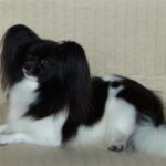 Fanny fra Kennel Maritalia