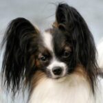 Luka fra Kennel Maritalia