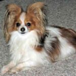 Papillon