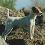 Parson Russell Terrier