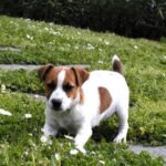 Parson Russell Terrier