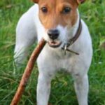 Parson Russell Terrier