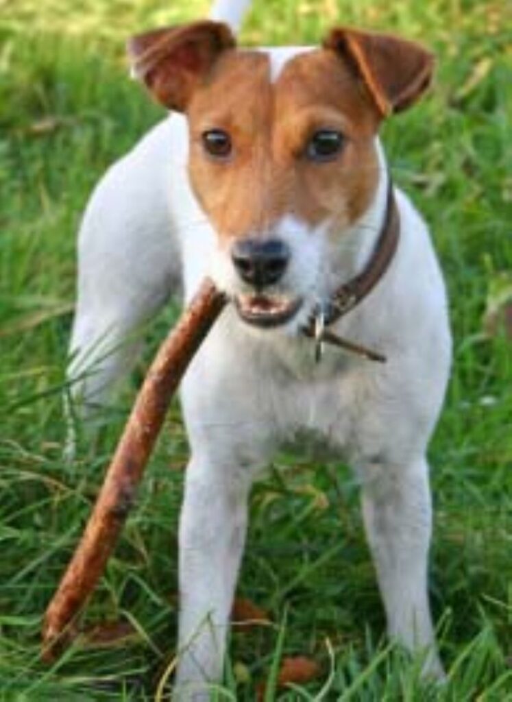 Parson Russell Terrier