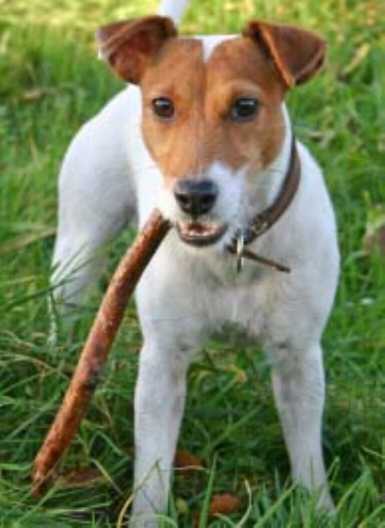 Parson Russell Terrier