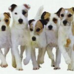 Parson Russell Terrier