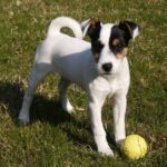 Parson Russell Terrier