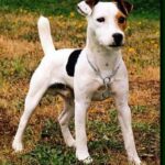 Parson Russell Terrier
