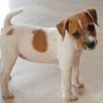 Parson Russell Terrier