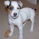 Parson Russell Terrier