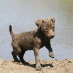 Patterdale Terrier