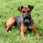 Patterdale Terrier