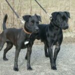 Patterdale Terrier