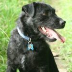 Patterdale Terrier