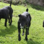 Patterdale Terrier