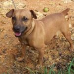 Patterdale Terrier