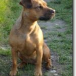 Patterdale Terrier