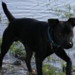 Patterdale Terrier
