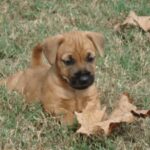 Patterdale Terrier