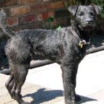 Patterdale Terrier