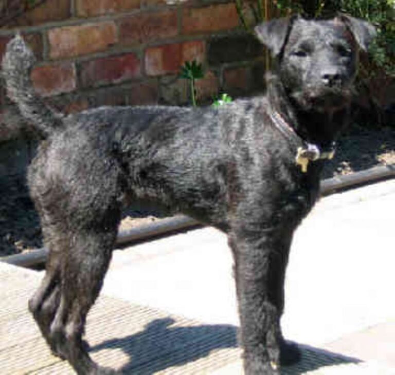 Patterdale Terrier