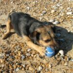 Patterdale Terrier