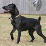 Patterdale Terrier