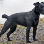 Patterdale Terrier