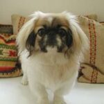 Pekingeser