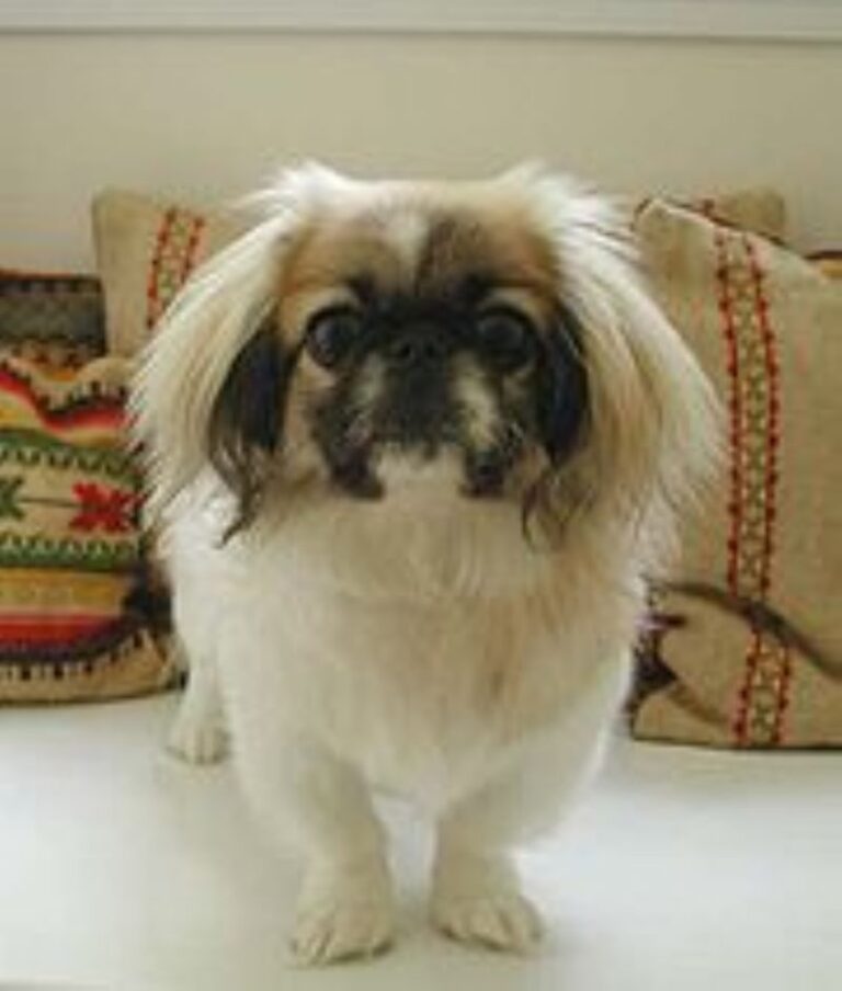 Pekingeser