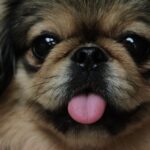 Pekingeser