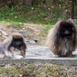 Pekingeser