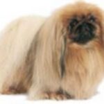 Pekingeser