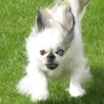 Pekingeser