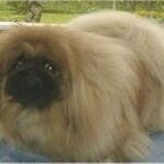 Pekingeser