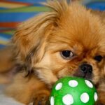 Pekingeser
