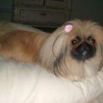 Pekingeser