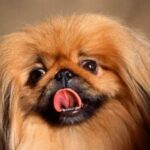 Pekingeser