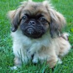 Pekingeser