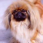 Pekingeser