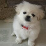 Pekingeser