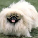 Pekingeser