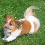 Pekingeser