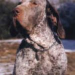Perdiguero de Burgos