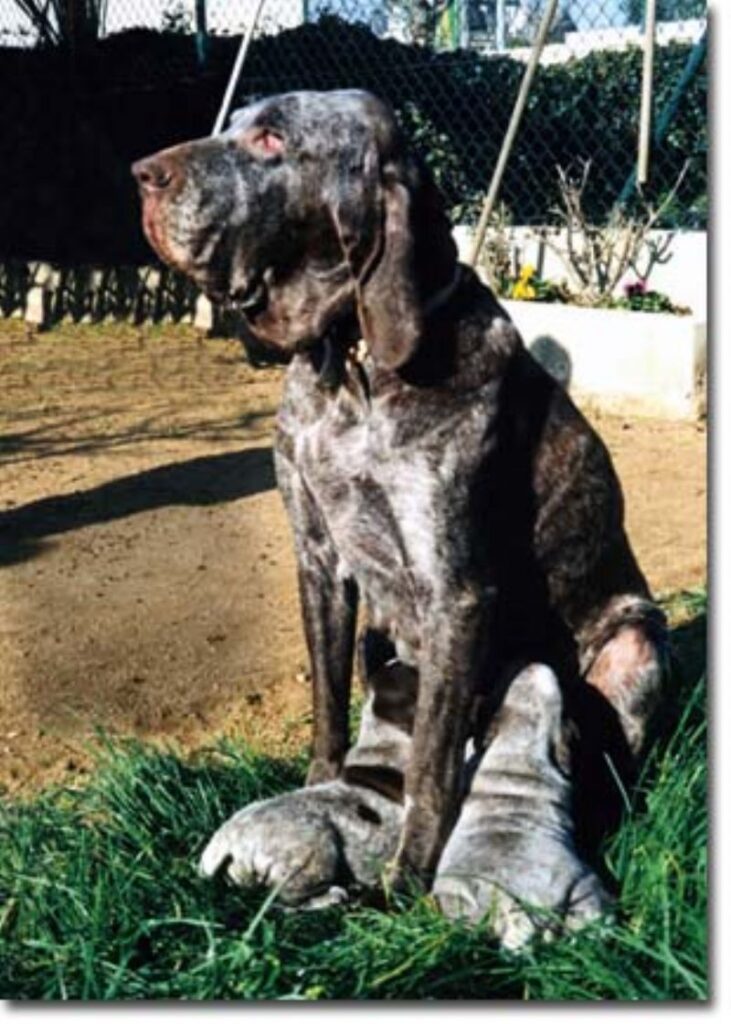 Perdiguero de Burgos