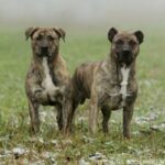 Perro Cimarron