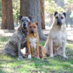 Perro Cimarron