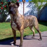 Perro Cimarron