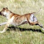 Perro Cimarron